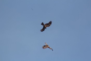 2023年3月4日(土) 東京港野鳥公園の野鳥観察記録