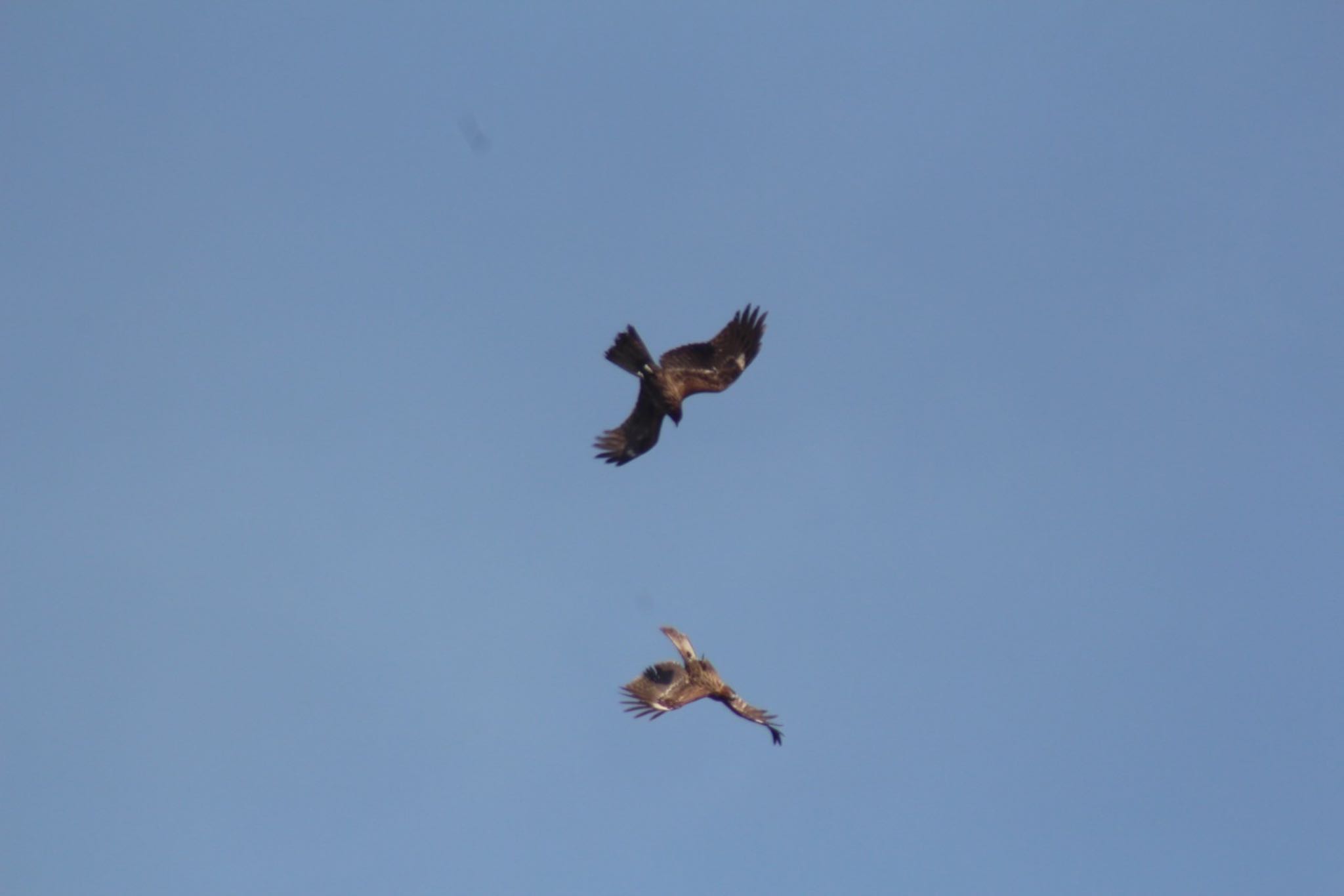 Photo of Black Kite at Tokyo Port Wild Bird Park by Rei 