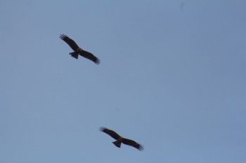 トビ 東京港野鳥公園 2023年3月4日(土)