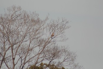 ノスリ 東京港野鳥公園 2023年3月4日(土)