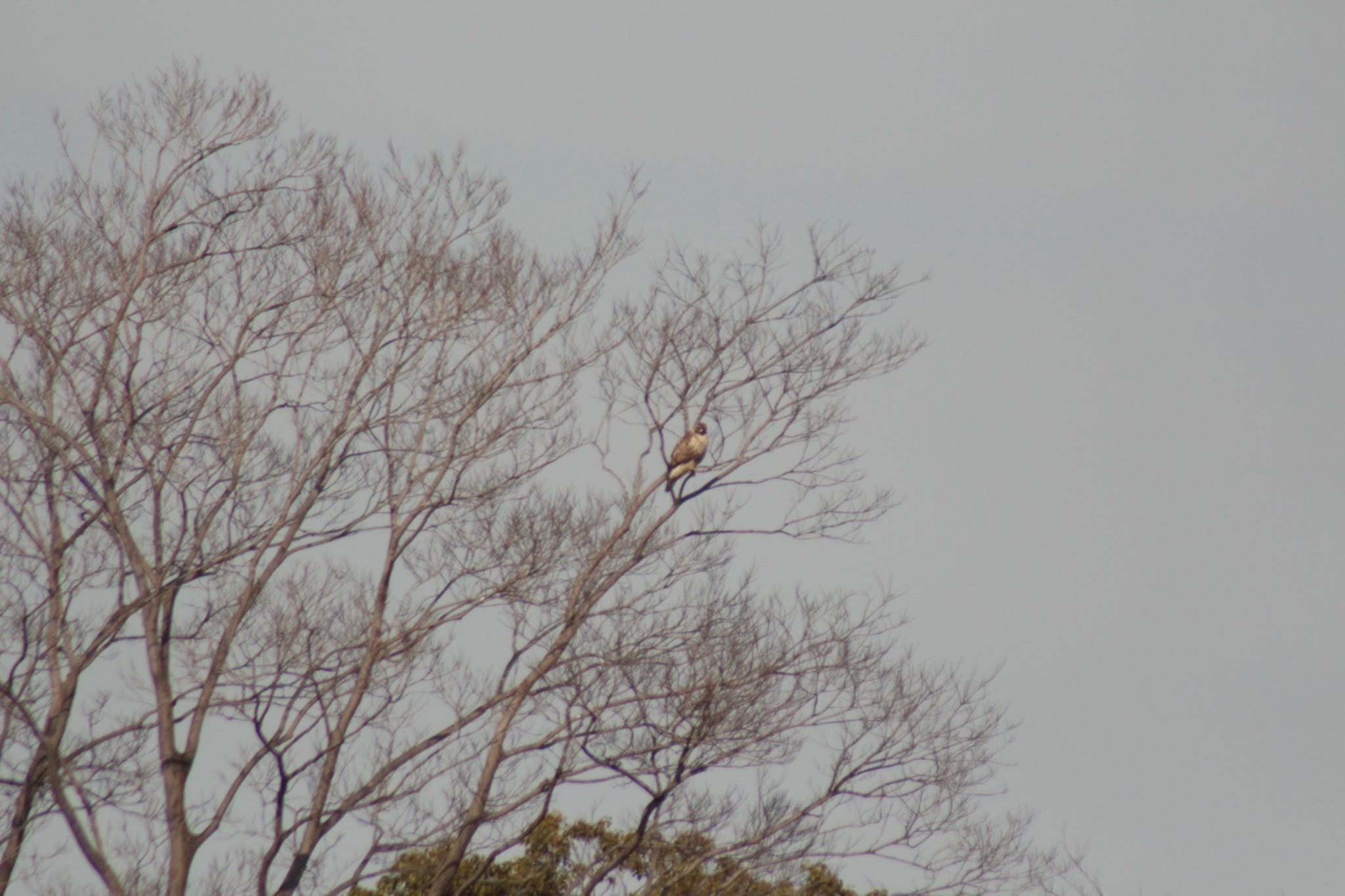 Photo of Eastern Buzzard at Tokyo Port Wild Bird Park by Rei 