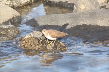 イソシギ 東京港野鳥公園 2023年3月4日(土)