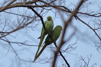 Indian Rose-necked Parakeet Higashitakane Forest park Sat, 3/4/2023