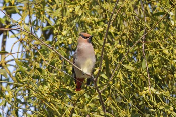 Japanese Waxwing Higashitakane Forest park Sat, 3/4/2023