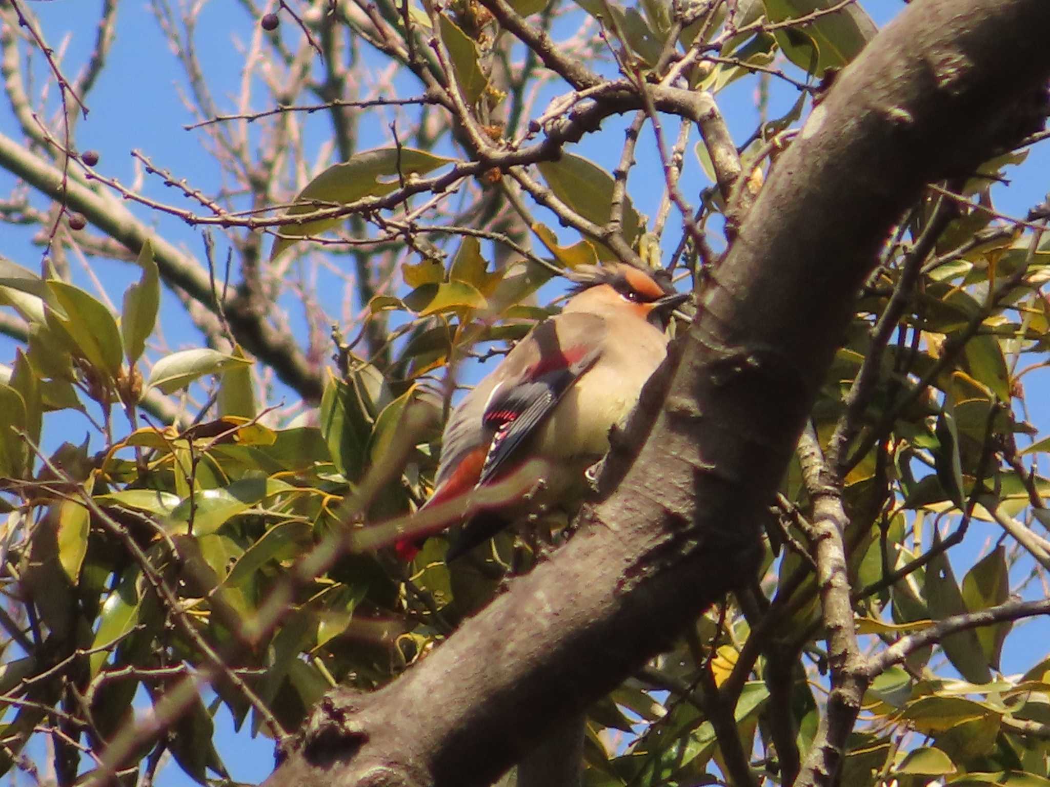 Japanese Waxwing