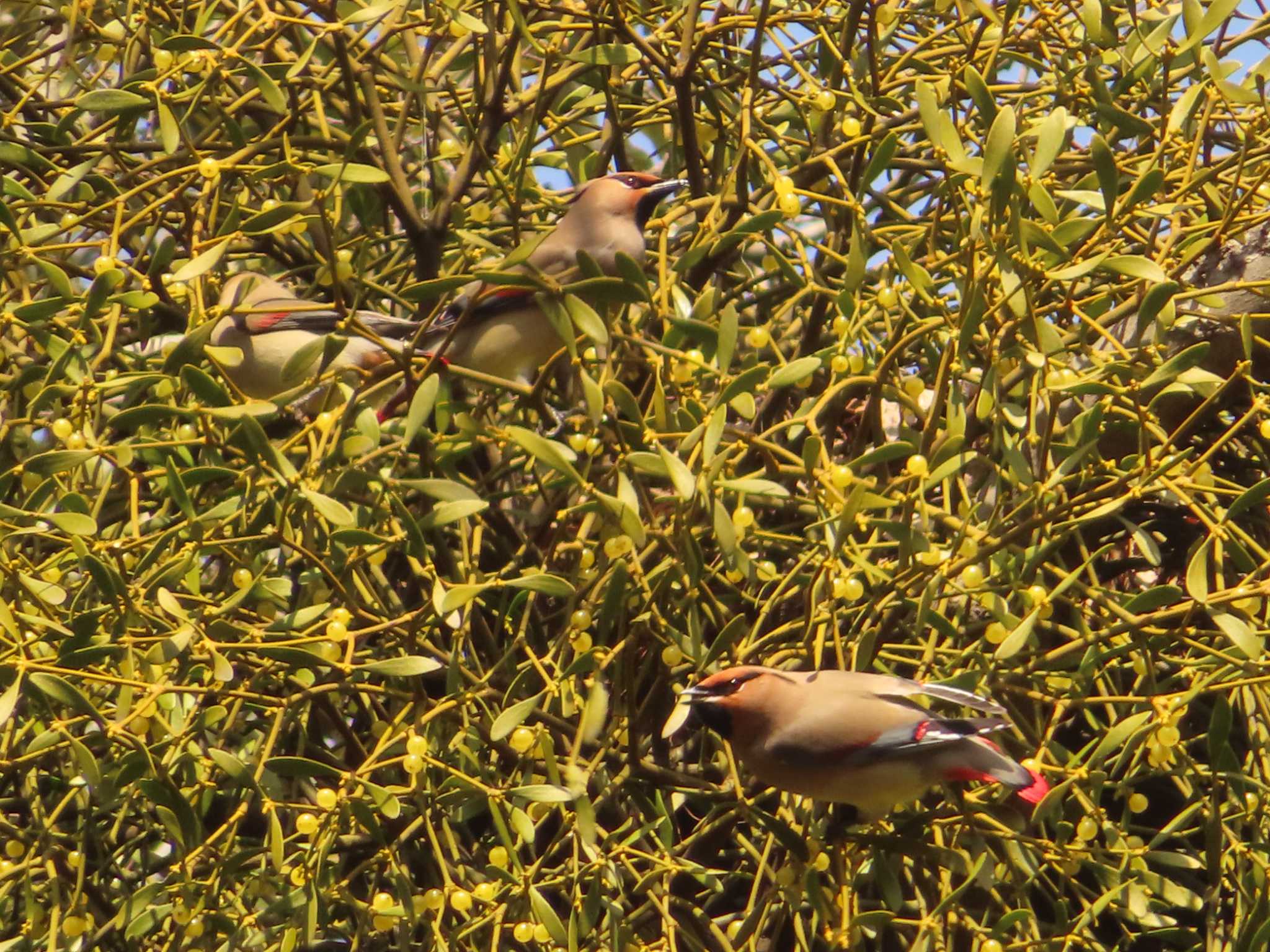 Japanese Waxwing