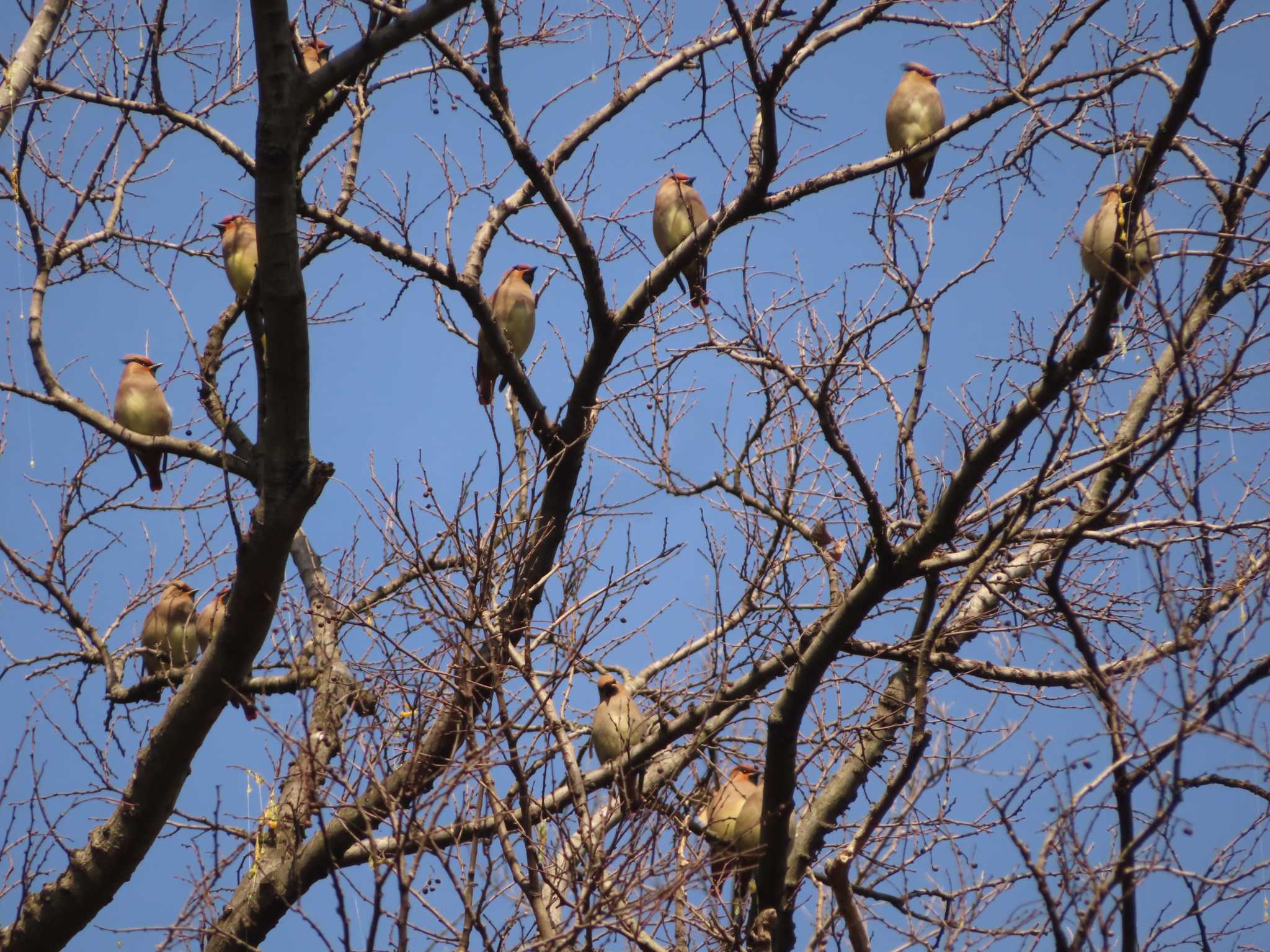 Japanese Waxwing