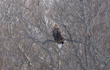 White-tailed Eagle むかわ町 Sun, 2/26/2023