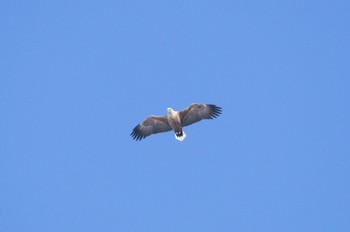 White-tailed Eagle むかわ町 Sat, 2/25/2023