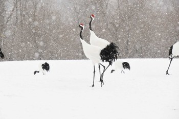 Red-crowned Crane 釧路市 Sat, 2/25/2023