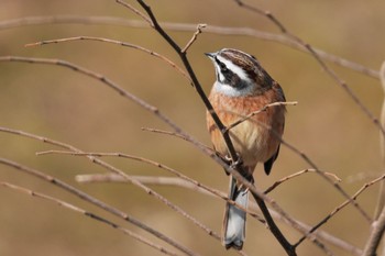 Meadow Bunting 狭山湖 Sat, 2/18/2023