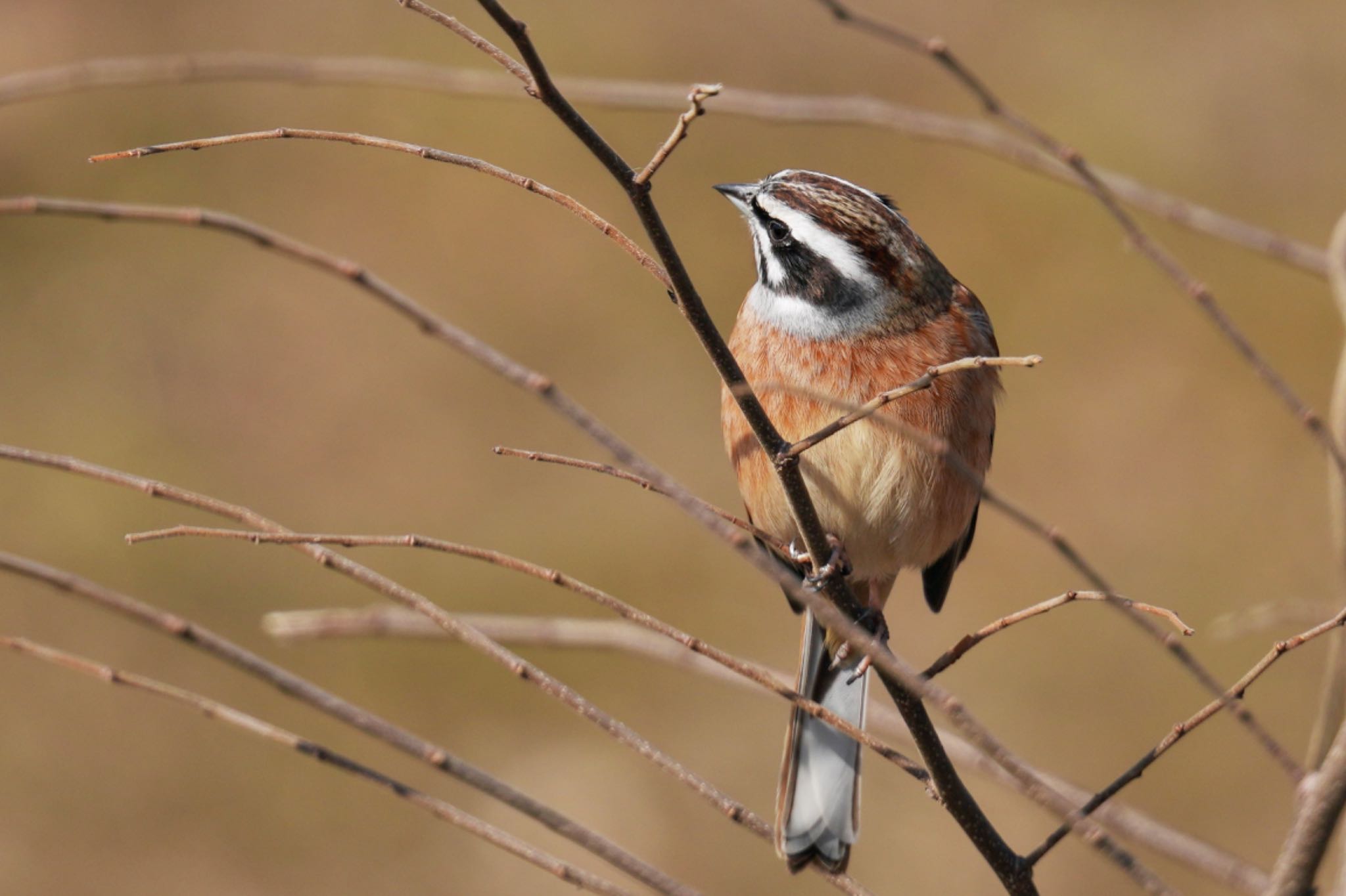 Photo of Meadow Bunting at 狭山湖 by アポちん