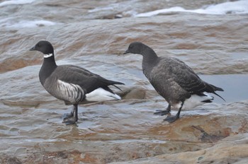 Tue, 12/31/2019 Birding report at 稲村ヶ崎