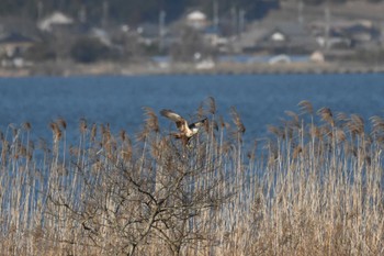 チュウヒ 稲敷市 2023年2月27日(月)