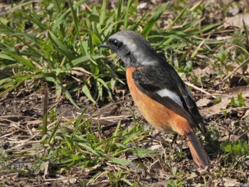 Daurian Redstart 大濠公園 Fri, 3/3/2023