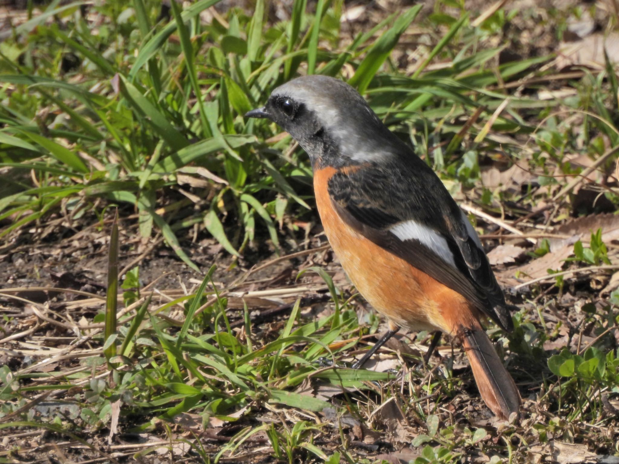 Daurian Redstart