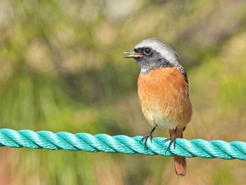 Daurian Redstart 大濠公園 Fri, 3/3/2023