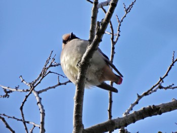 Japanese Waxwing 大濠公園 Fri, 3/3/2023