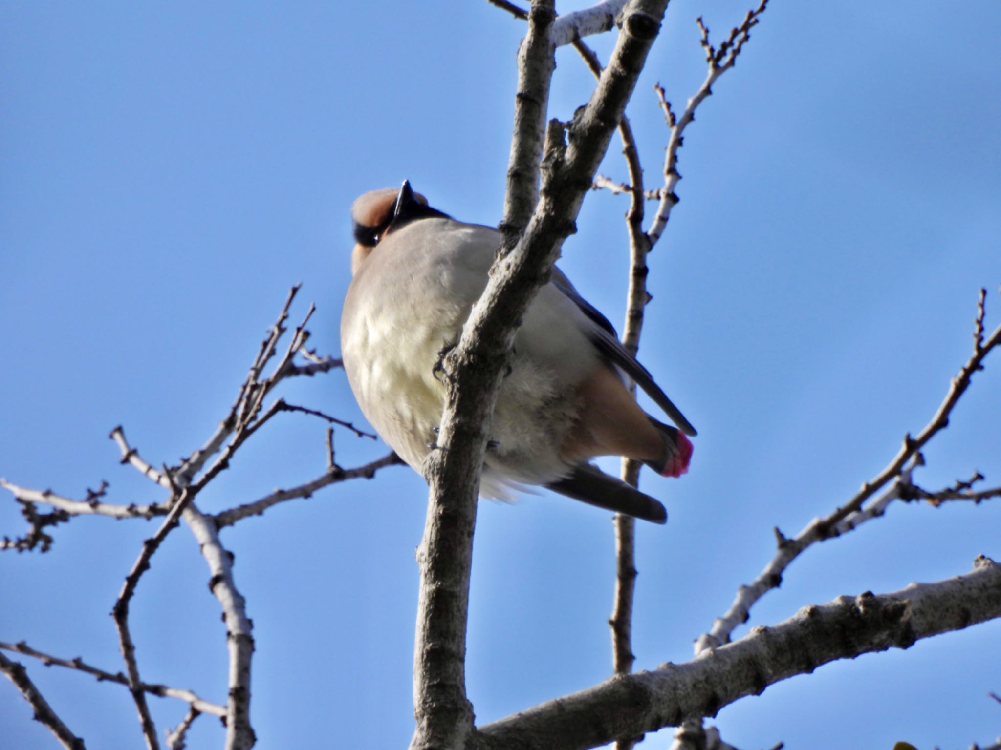 Japanese Waxwing