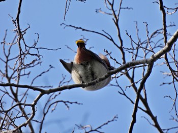 Bohemian Waxwing 大濠公園 Fri, 3/3/2023