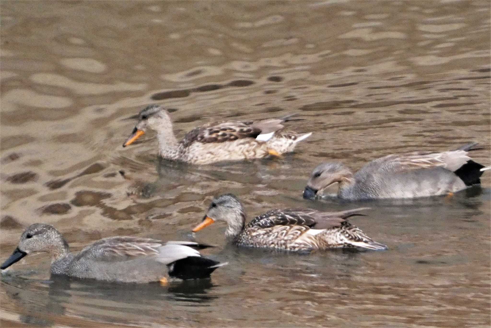 Photo of Gadwall at 金井遊水地(金井遊水池) by koshi