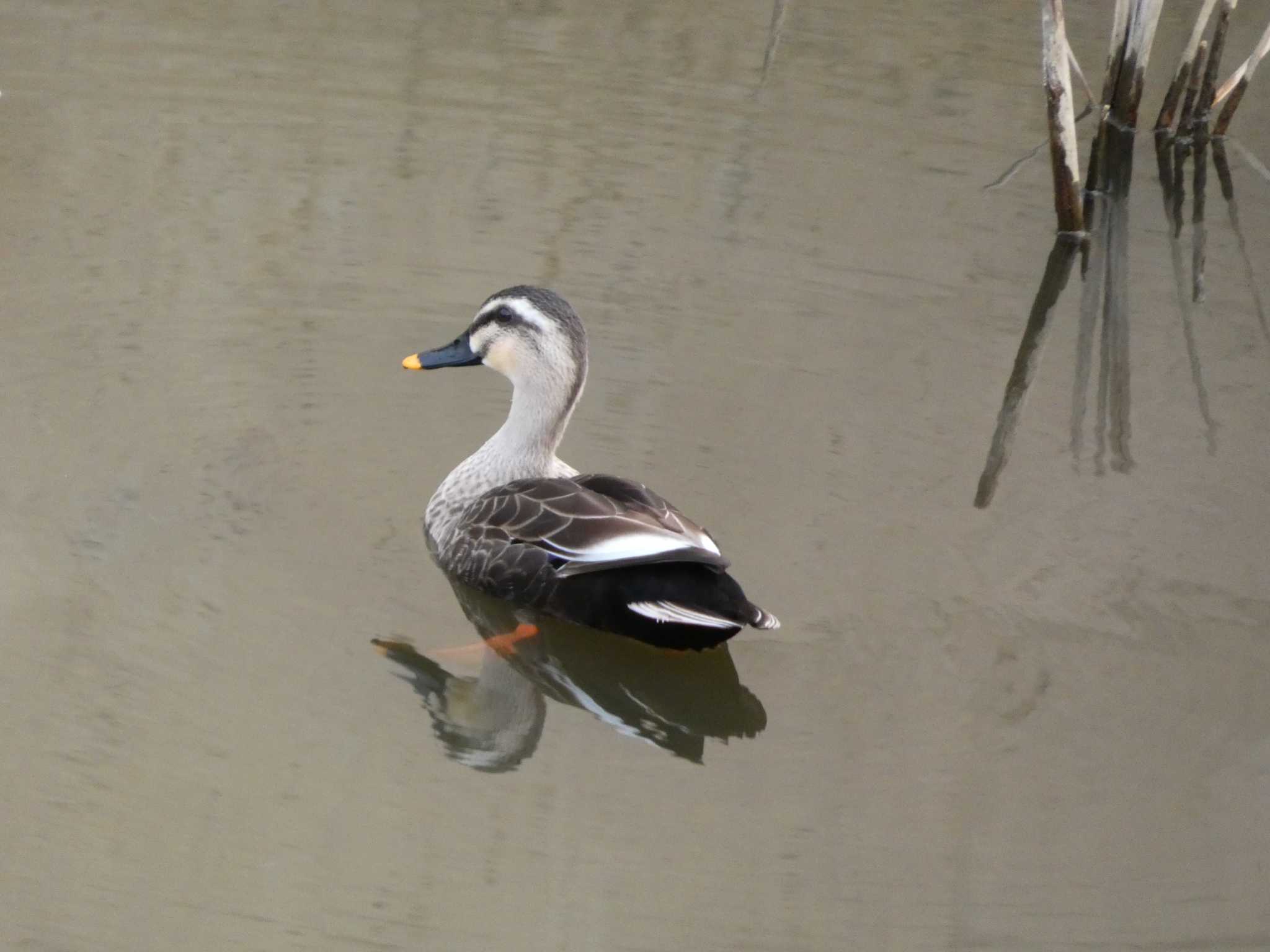 Photo of Eastern Spot-billed Duck at 金井遊水地(金井遊水池) by koshi