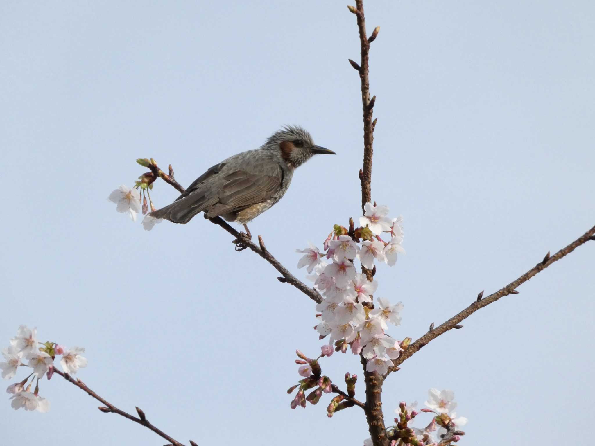 大船フラワーセンター ヒヨドリの写真 by koshi