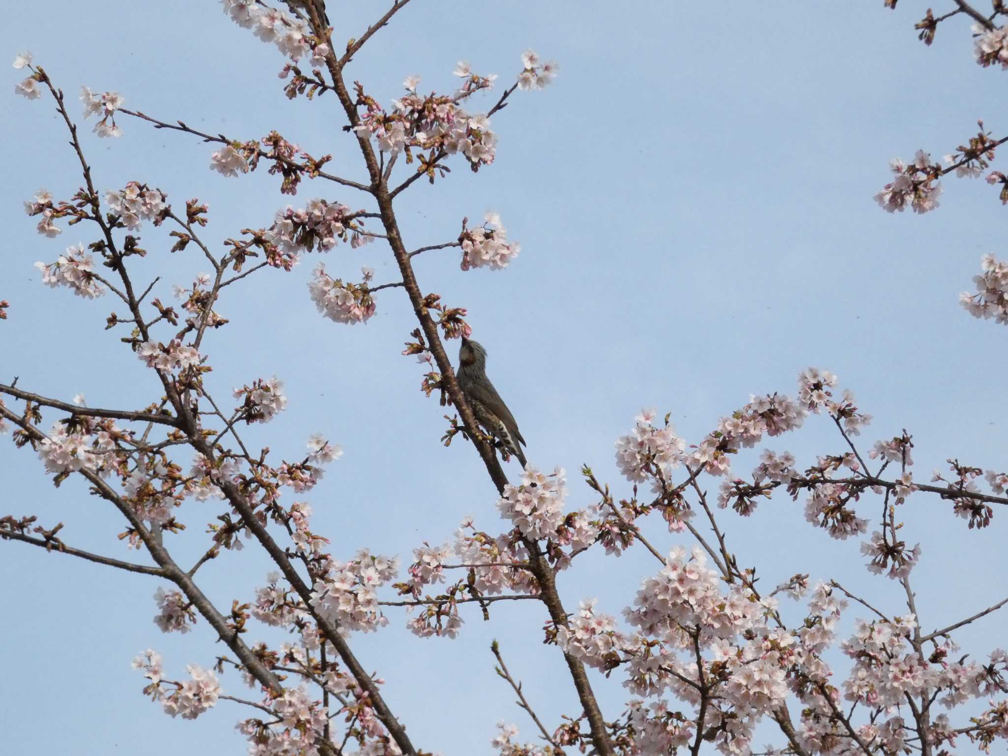 大船フラワーセンター ヒヨドリの写真 by koshi