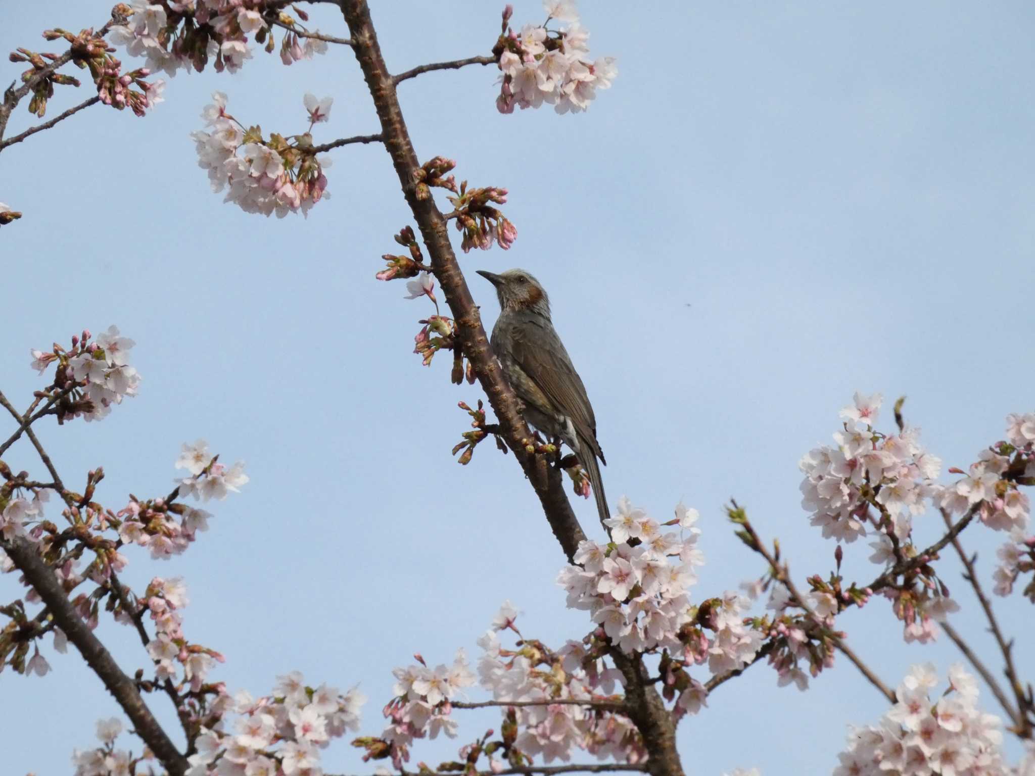 大船フラワーセンター ヒヨドリの写真 by koshi