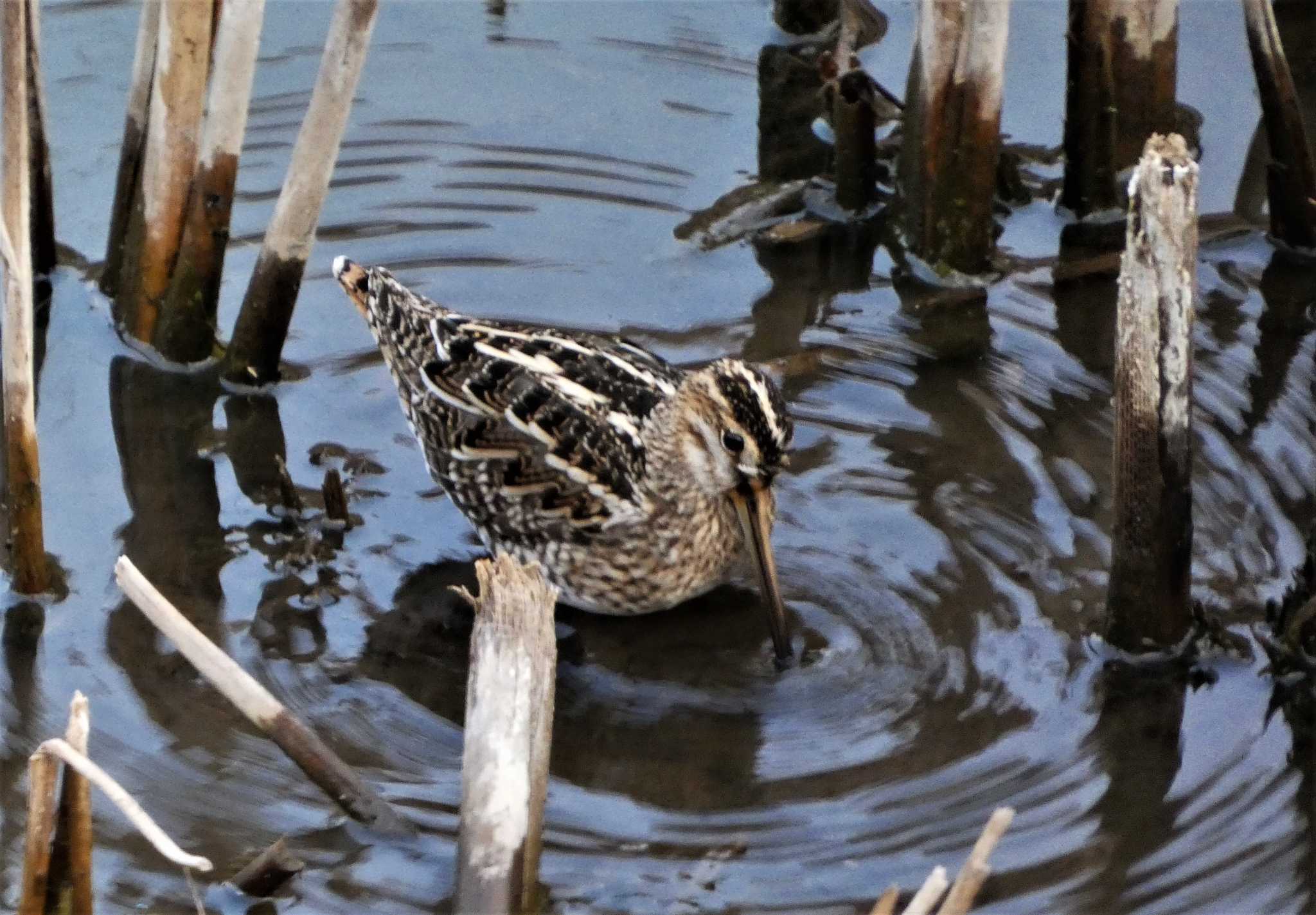 Photo of Common Snipe at 金井遊水地(金井遊水池) by koshi