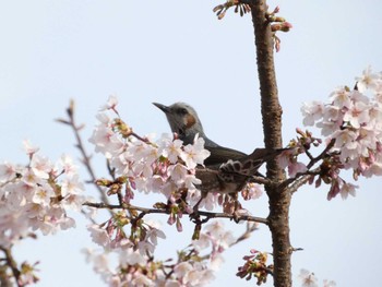 2023年3月4日(土) 大船フラワーセンターの野鳥観察記録