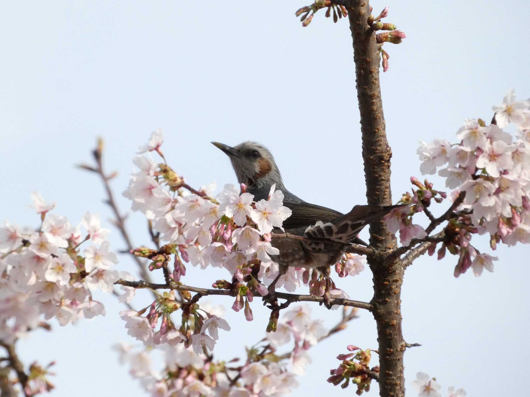 大船フラワーセンター ヒヨドリの写真 by koshi