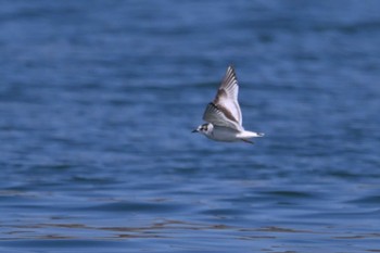 ヒメカモメ 銚子漁港 2023年3月4日(土)