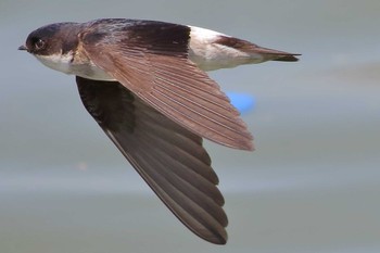 Asian House Martin Unknown Spots Unknown Date