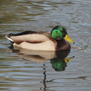 Mallard Shinjuku Gyoen National Garden Fri, 3/3/2023