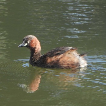 Little Grebe Shinjuku Gyoen National Garden Fri, 3/3/2023