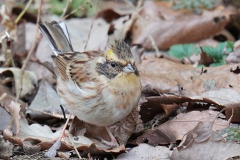 Yellow-throated Bunting 狭山湖 Sat, 2/18/2023