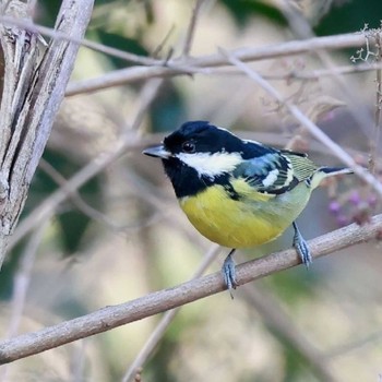 Yellow-bellied Tit Unknown Spots Unknown Date