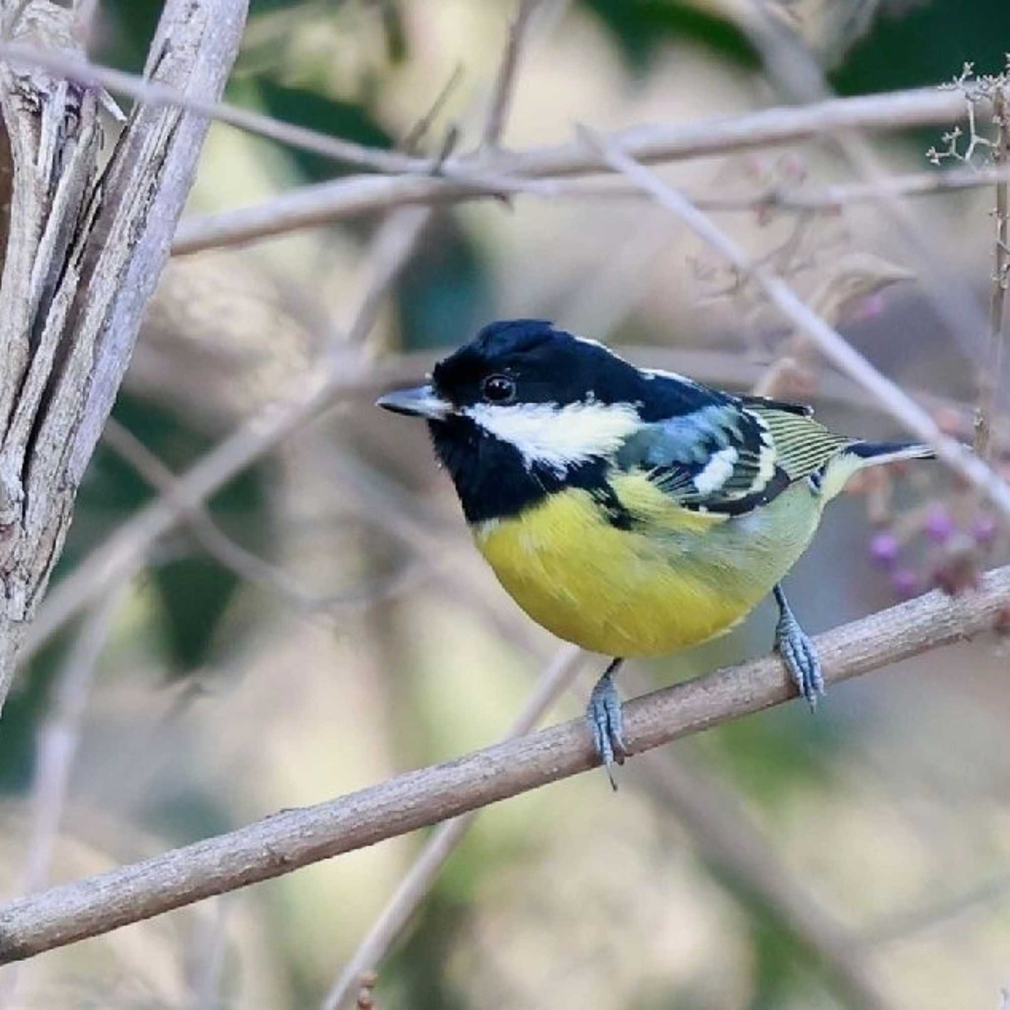 Photo of Yellow-bellied Tit at  by Hokuto2000