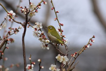 メジロ 曽根天満宮 2023年3月4日(土)