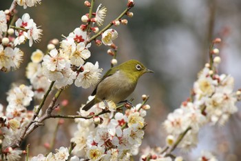 メジロ 曽根天満宮 2023年3月4日(土)