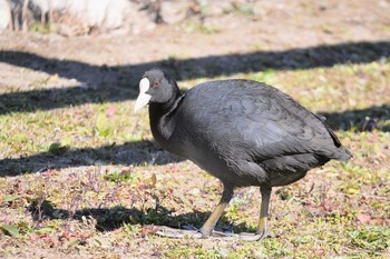 Eurasian Coot Shin-yokohama Park Sun, 2/26/2023