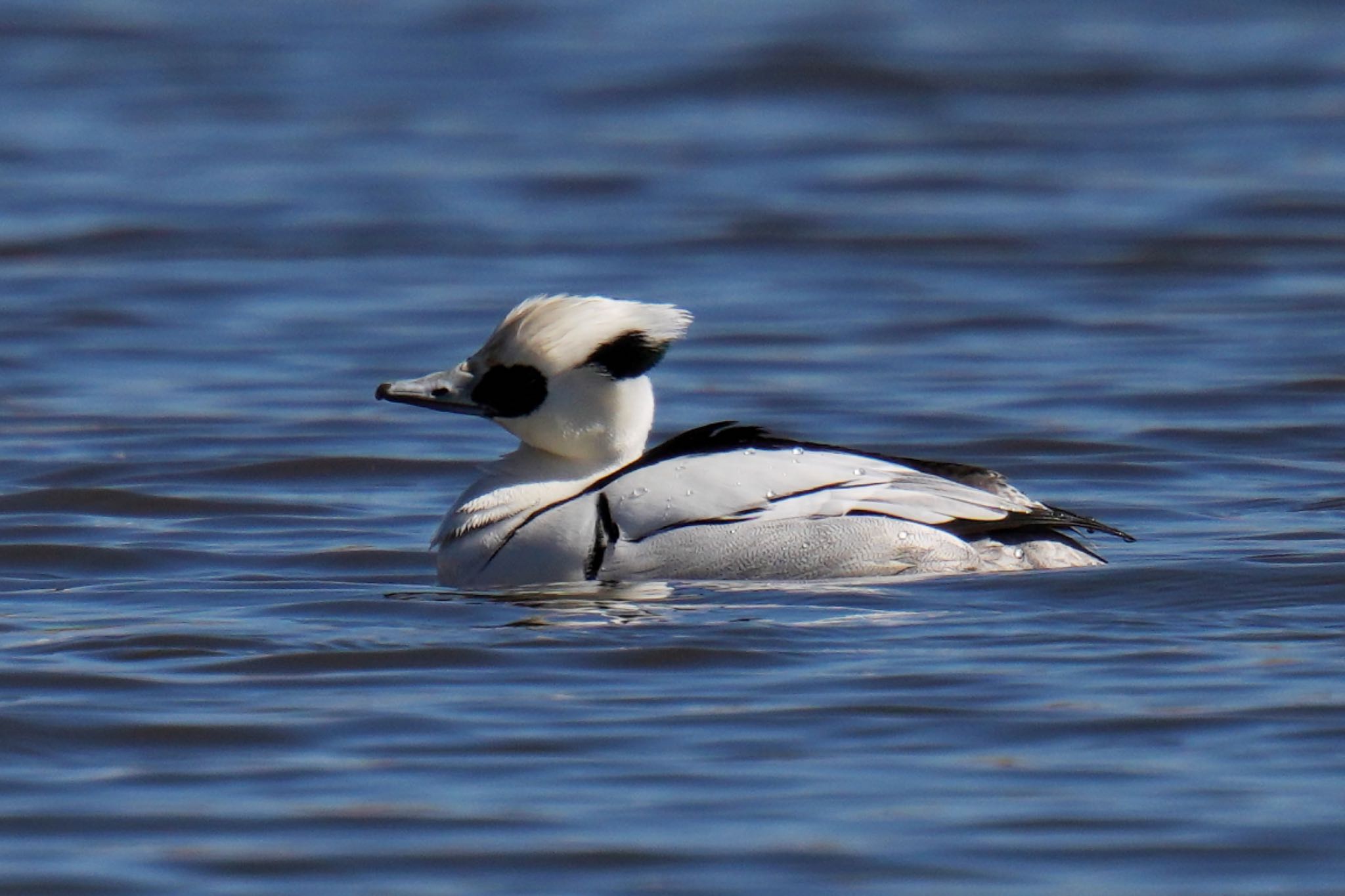 Smew