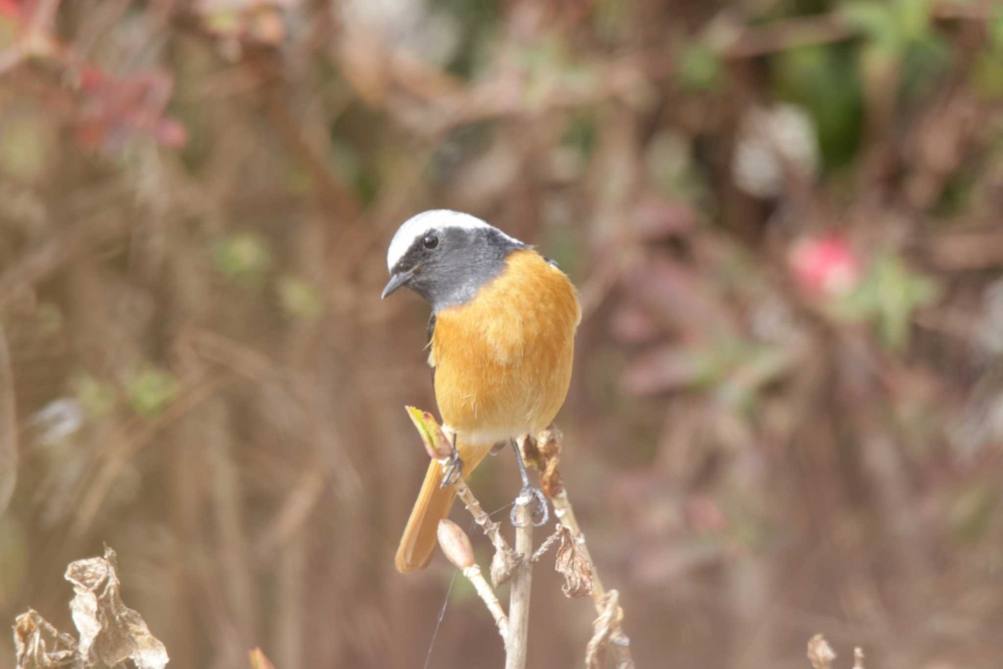 芥川 ジョウビタキの写真 by KAZUSAN