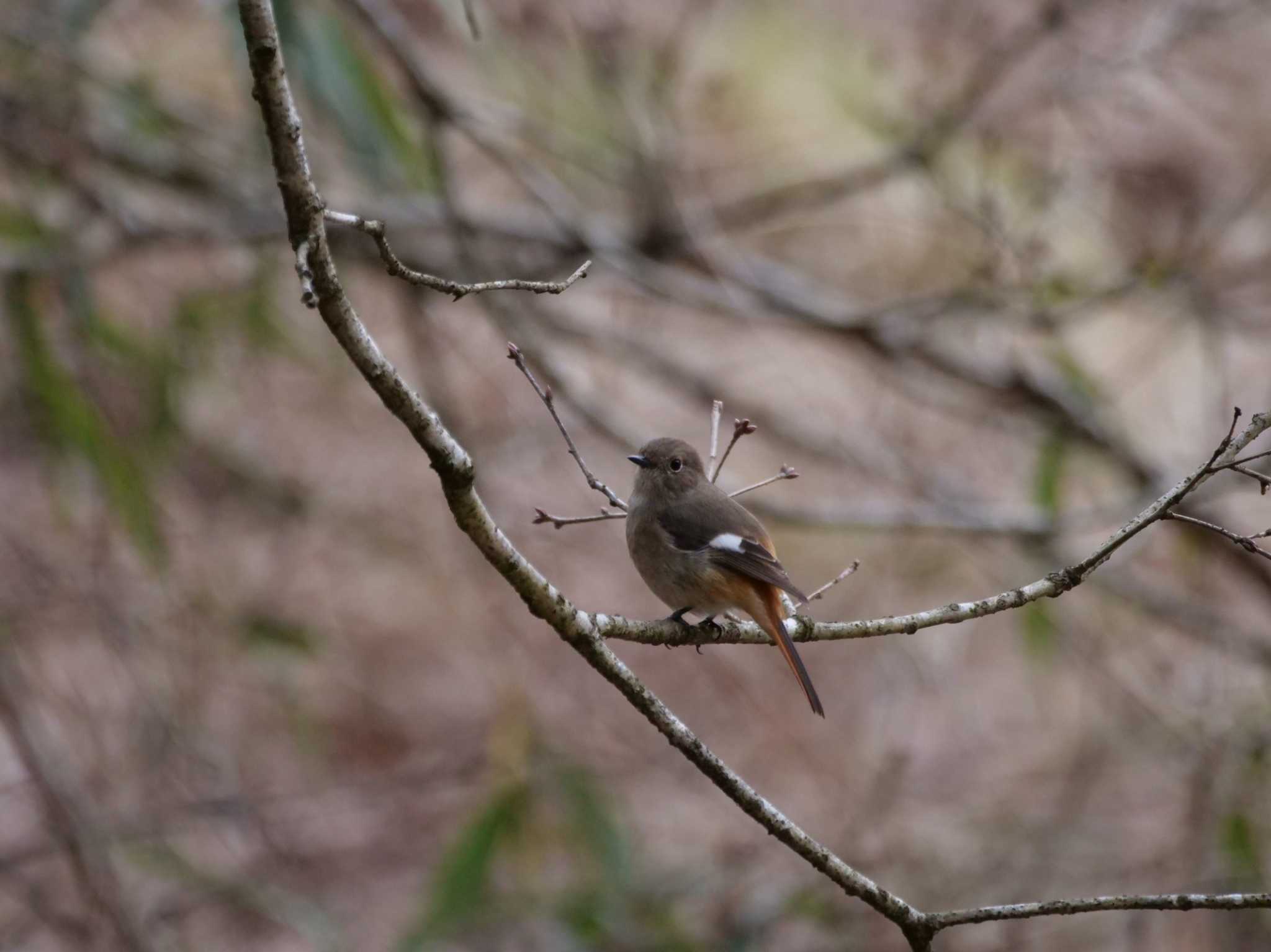 秩父 ジョウビタキの写真 by little birds