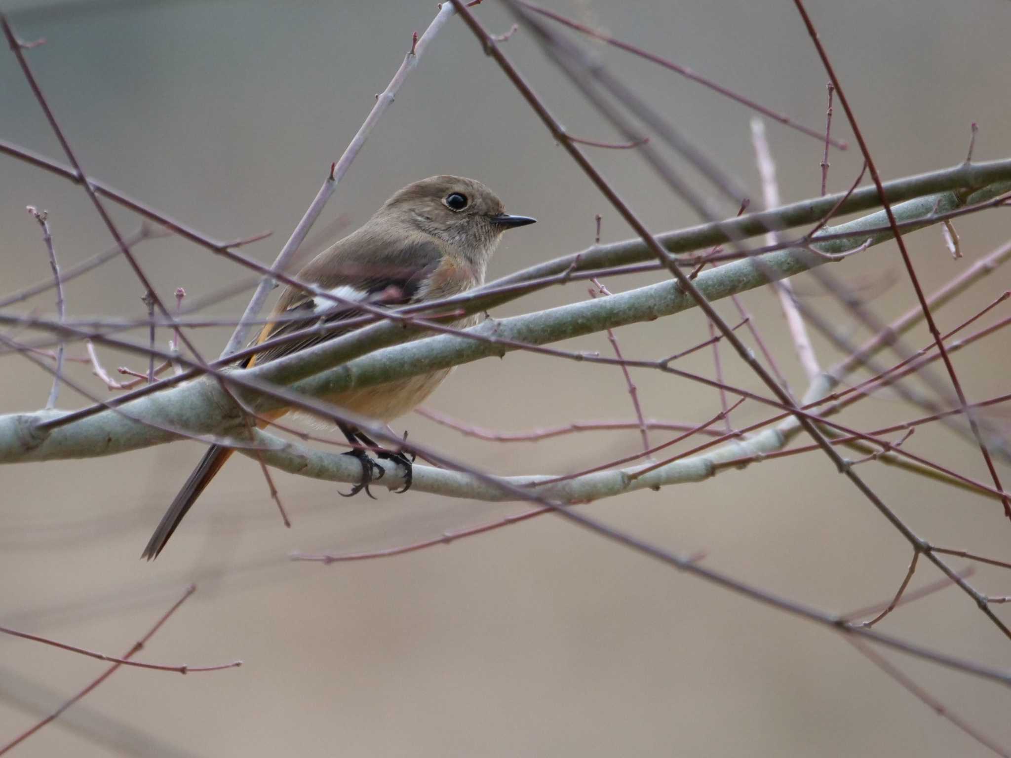 ジョウビタキ3態。　まだ来ない・・。 by little birds