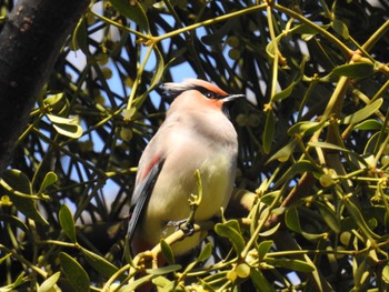 2023年3月4日(土) 東高根森林公園の野鳥観察記録