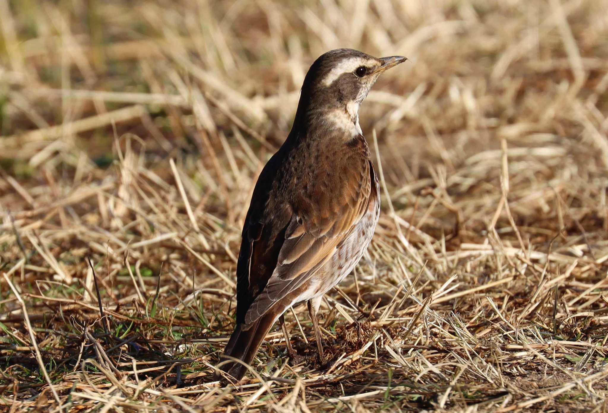 Photo of Dusky Thrush at Kitamoto Nature Observation Park by らうんでる