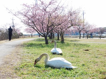 コブハクチョウ 手賀沼 2023年3月3日(金)