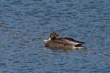 Unknown Species Showa Kinen Park Thu, 1/5/2023